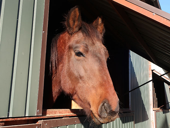 ミスター・ロン - 馬房から、こんにちは(Novemver 30, 2025)